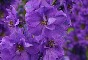 Deep Purple delphinium